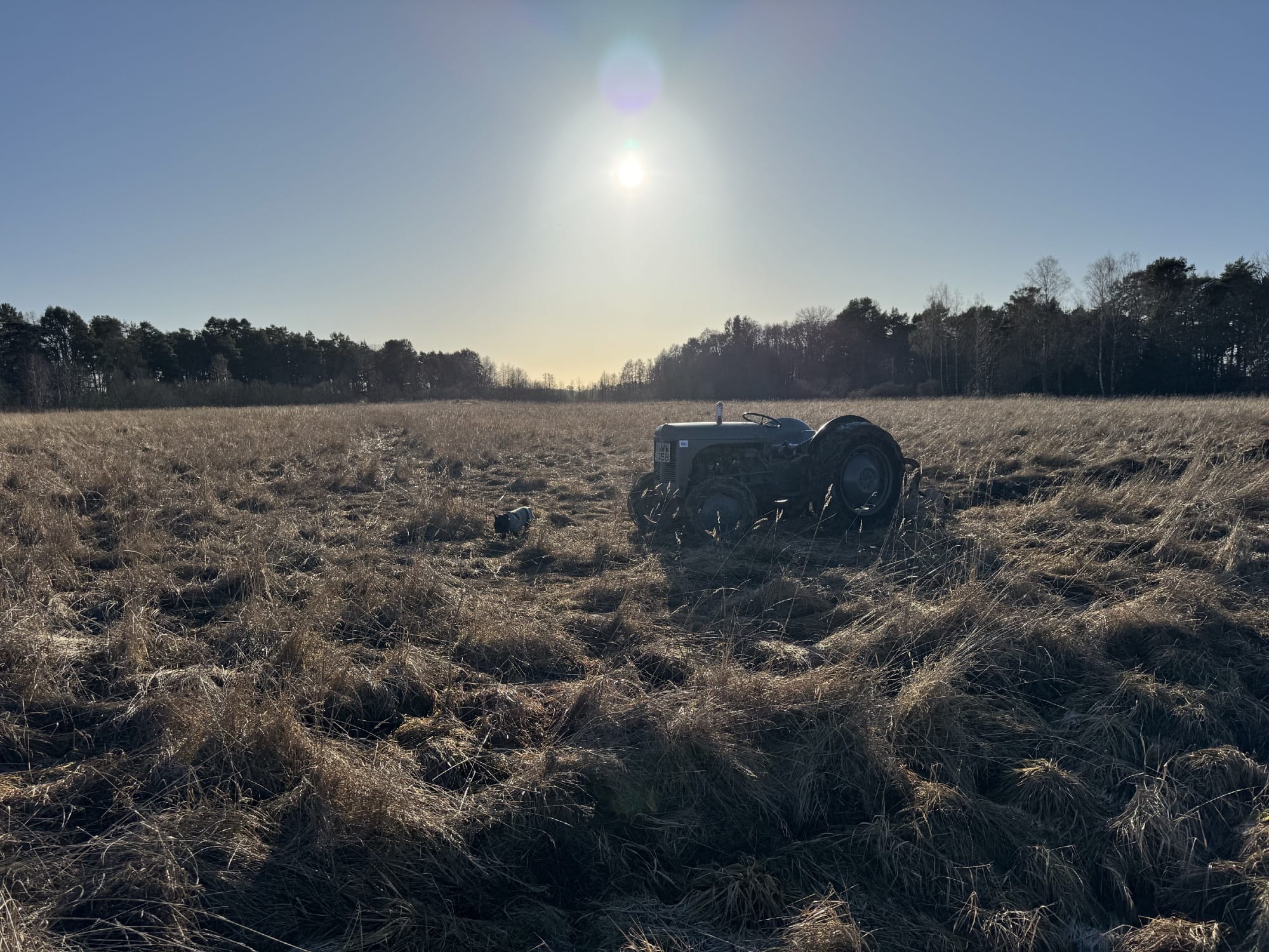 A scene of a large wild-grown field in disarray on a cold day with the sun standing low in the sky in the background, above a tree-line in the distance. In the foreground is a lone abandoned tractor and a small dog (a French bulldog) in a sweater exploring the area in front of the tractor.