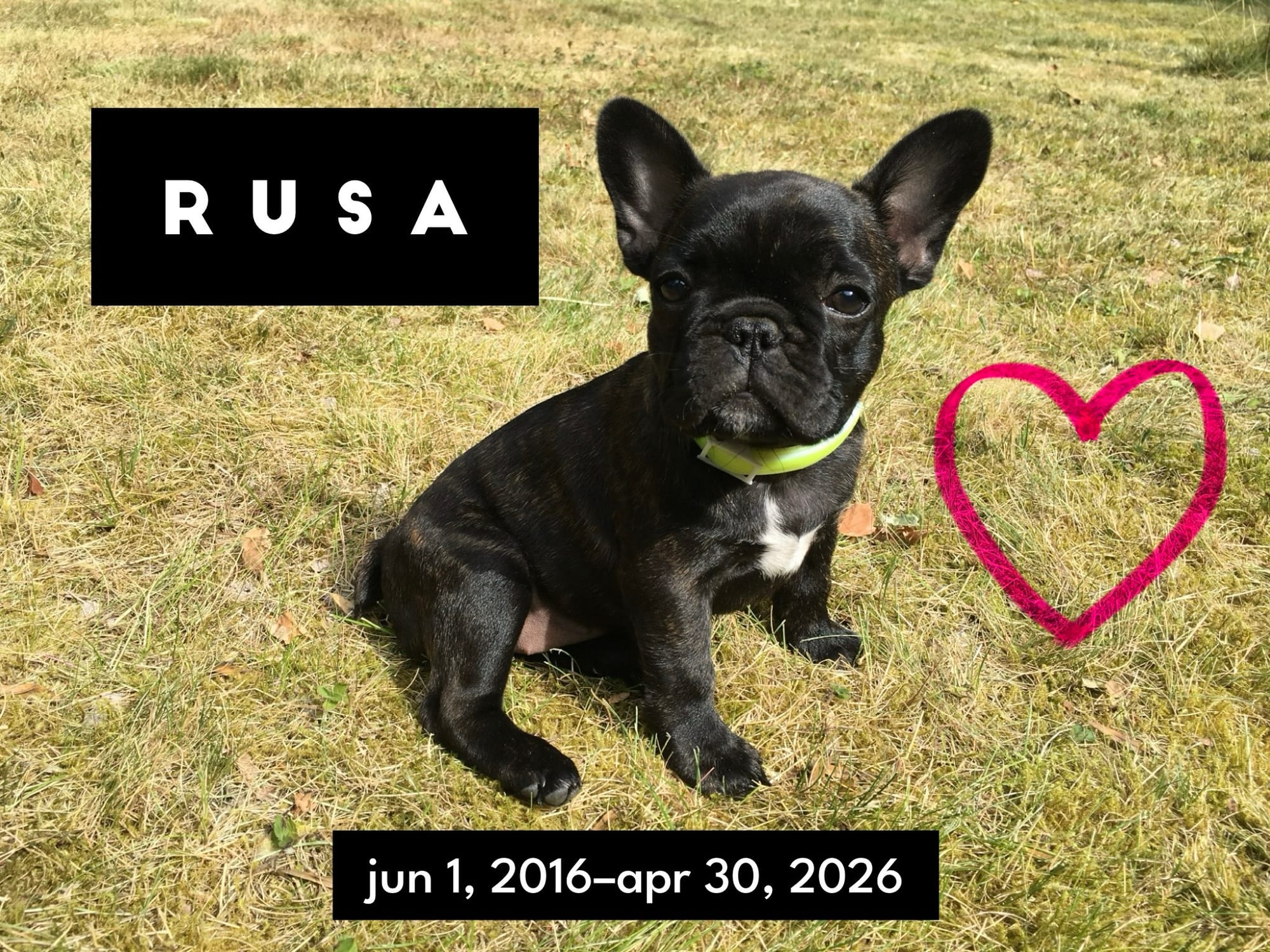 Picture of young mottled dark French bulldog named Rusa. Dates: June 1, 2016–April 30, 2026.