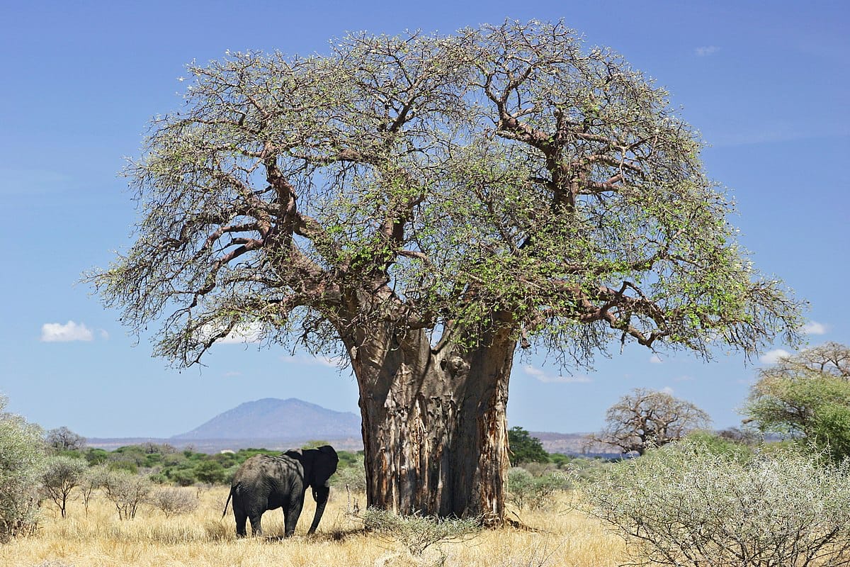 Baobab-träd i torrt landskap med några gröna blad. Nedanför står ett djur och när man tittar noga ser man att det är en elefant. Baobab-trädets stam, innan lövverket börjar, är nästan dubbelt så bred och 3 gånger så hög som elefanten. Stammen delar sig i två och sprider ut sig i cirka fem större grenar som har ytterligare mindre grenar med glesa lövverk.