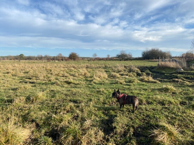 French bulldog standing on an open field.